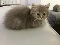 Chatons british longhair disponible  à nice