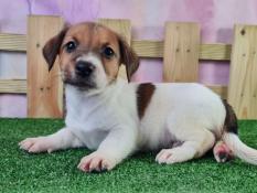 Chiots jack russell