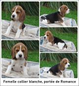 Chiot beagle lof 2 mois