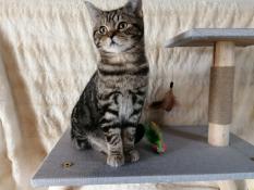 Adorable chaton d apparence british shorthair black blotched  tabby