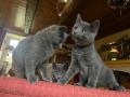 chats Chartreux disponibles