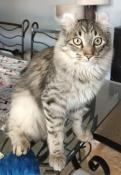 Chatons american curl pl