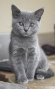 Chatons chartreux loof