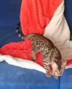 Chatons bengal loof 1 mâle brown,  2 femelles silver