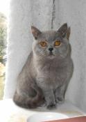 Chatons british shorthair loof disponibles