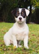 Chiot femelle jack russell disponible