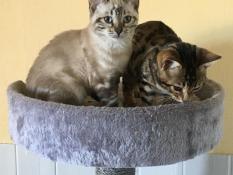 Chatons bengals loof