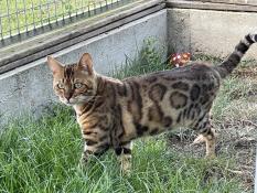 Bengal loof brown a rosettes