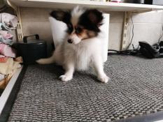 Chiot d'apparence epagneul papillon