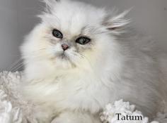 Chatons persan et exotic shorthair silver shaded