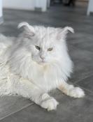 Maine coon adulte