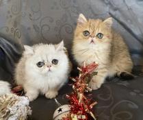 Chatons peluches exotic shorthair chinchilla silver golden yeux verts