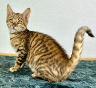1 femelle toyger loof disponible