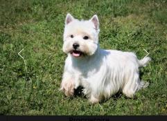 Chiots  d'apparence westie