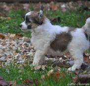 Chiots chien chinois lof - little champs