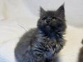 chatons Maine Coon disponibles