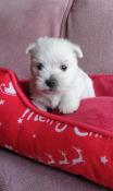 Vends chiots west highland white terrier