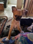 Chiots apparence chihuahua poil long