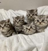 Magnifiques chatons black silver tabby  loof