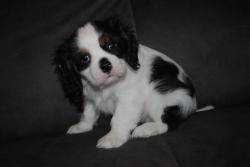 Chiots cavaliers king charles