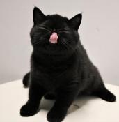 Exceptionnel chaton noir femelle
