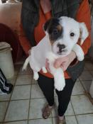 Apparence chiots jack russel