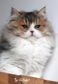 Magnifiques chatons longhair