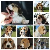 Beagle lof de sélection santé caractère beauté