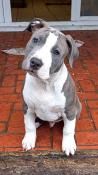 Chiots american staffordshire terrier - 600 euros