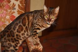 Magnifique chaton  bengal loof
