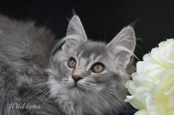 Chatonnes maine coon loof