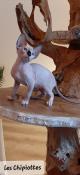 Chatons sphynx a vendre