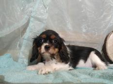 Chiots apparence cavalier king charles