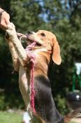 A réserver superbes chiots beagle très grandes origines