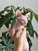 Chatons sphynx loof disponibles