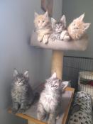Chatons maine coon loof disponibles