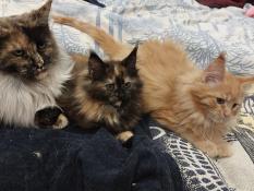 Chatons maine coons