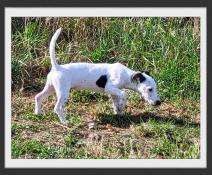 Chiots jack russell terrier disponibles