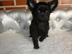 Chihuahua poils longs disponible de suite ou a reserver