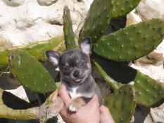 Magnifique chiot apparence chihuahua