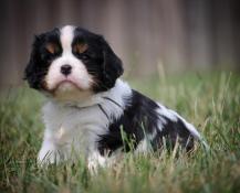 Chiots cavaliers long charles tricolore