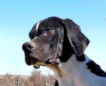 Chiot pointer