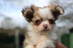Chihuahua poil long dont du bleu miniature
