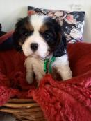 Chiots  cavaliers king charles