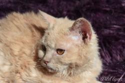 Disponibles chatons selkirk rex loof