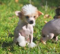 Très petits chiots chien chinois lof - little champs