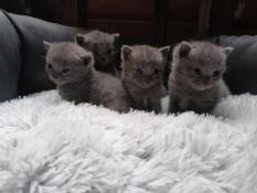 Magnifiques chatons chartreux