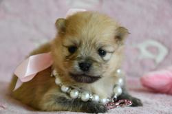 Magnifique chiot apparence spitz nain pom