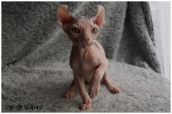 Adorables chatons sphynx et elf a reserver