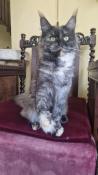 Adorable fille maine coon